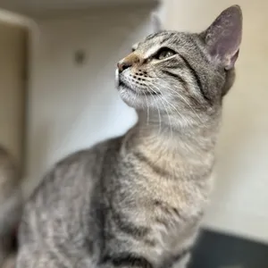 Emmett