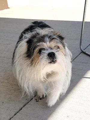 Oscar