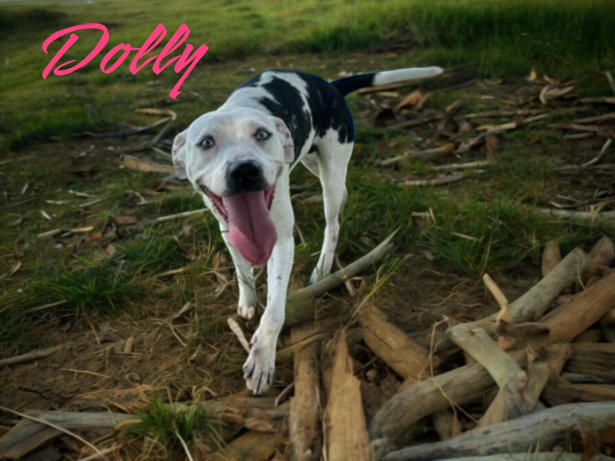 Dolly