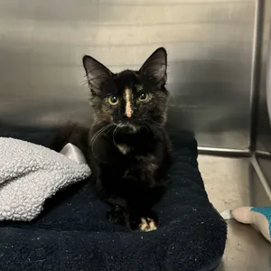 Sabrina