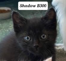 Shadow