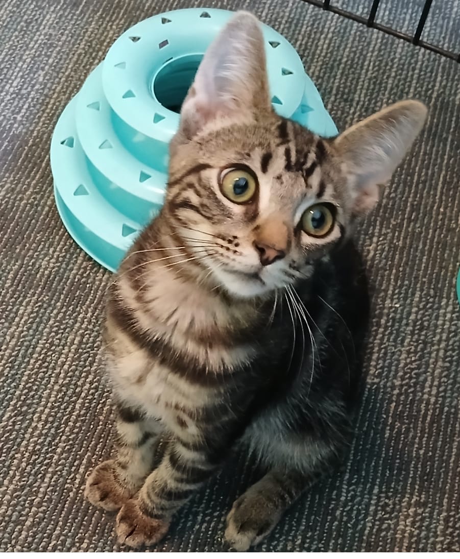 Buddy