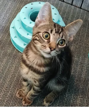 Buddy