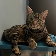 Oscar