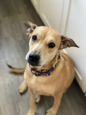 Rosie