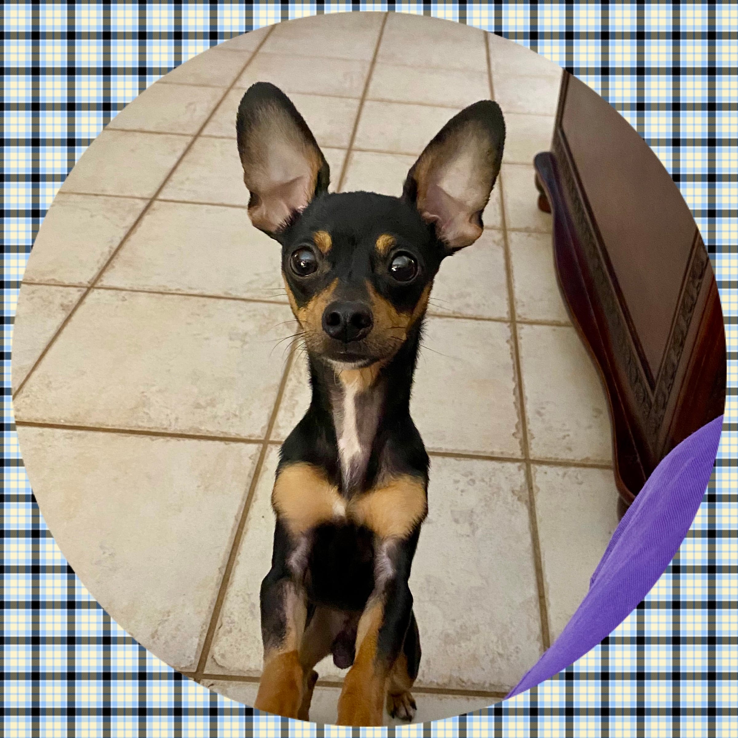 Cesar