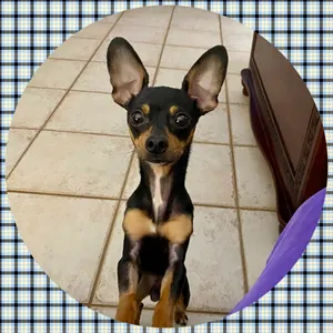 Cesar