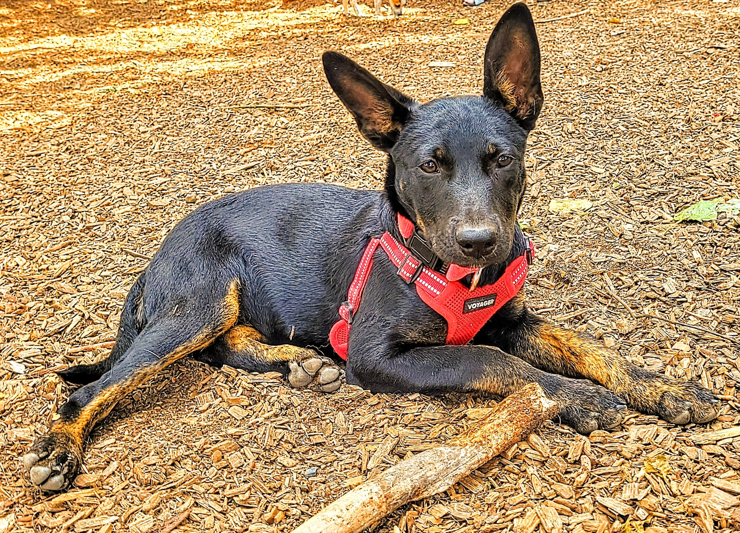 Kit-Kat