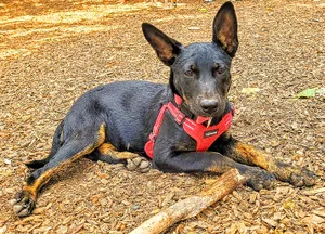 Kit-Kat