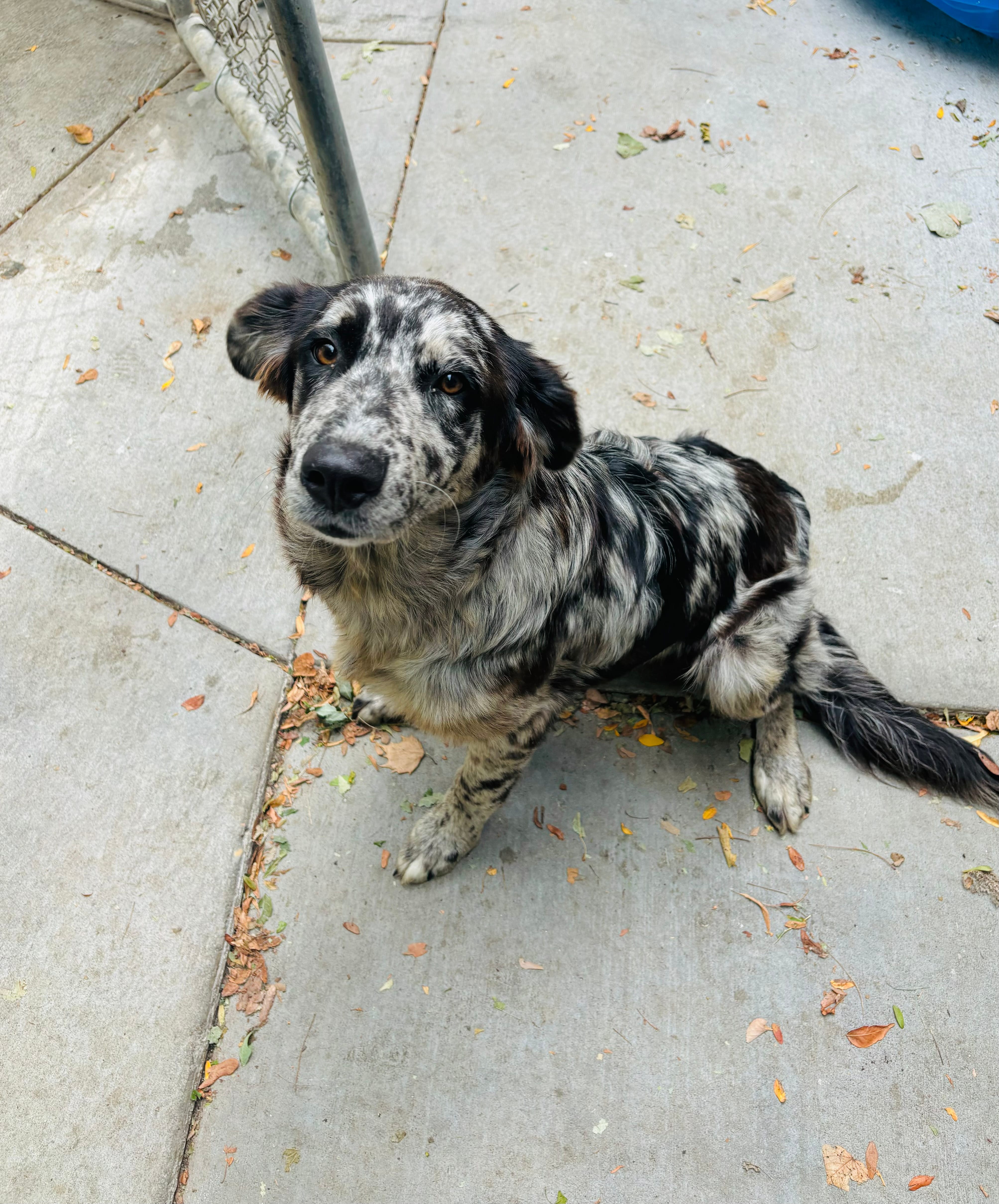 Zena