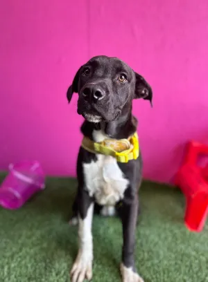 Lulu