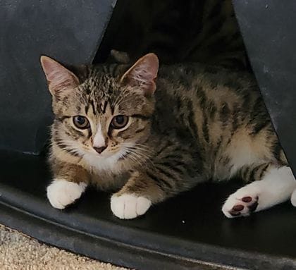 Leo