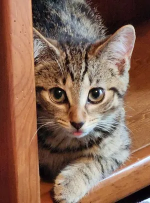Otis