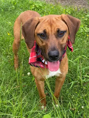 Reba