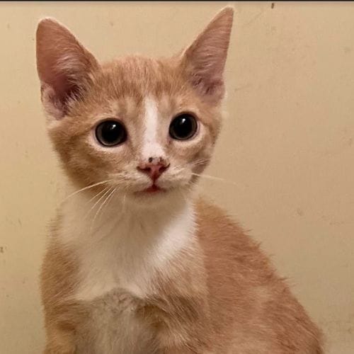 Cheddar