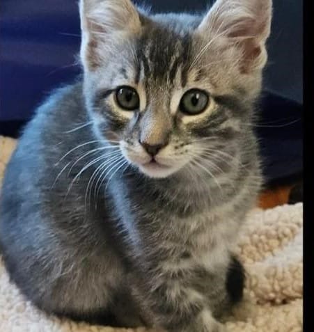 Wilbur
