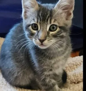 Wilbur