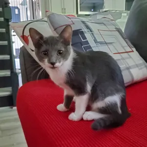 Taquito