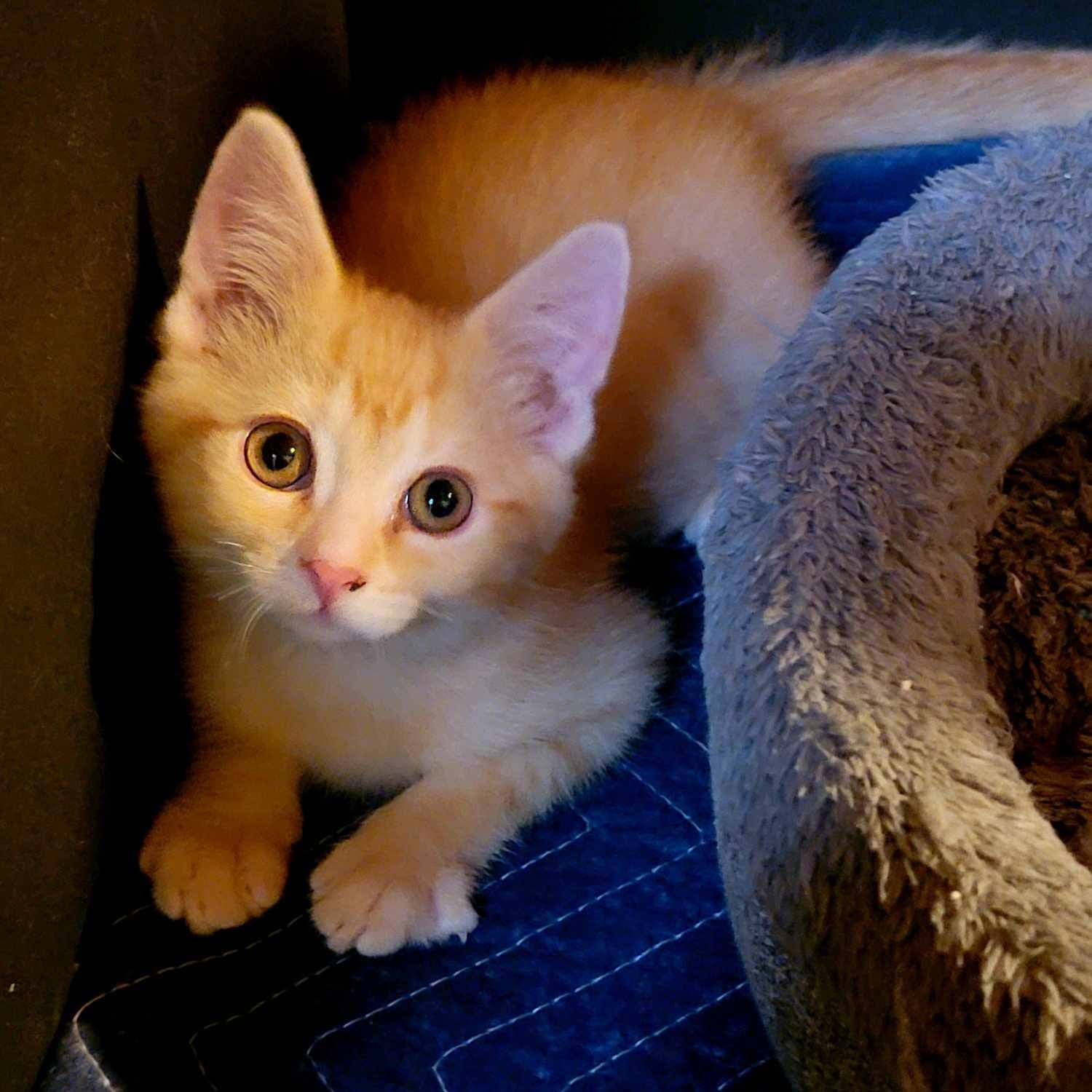 Jack