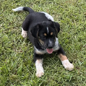Oreo