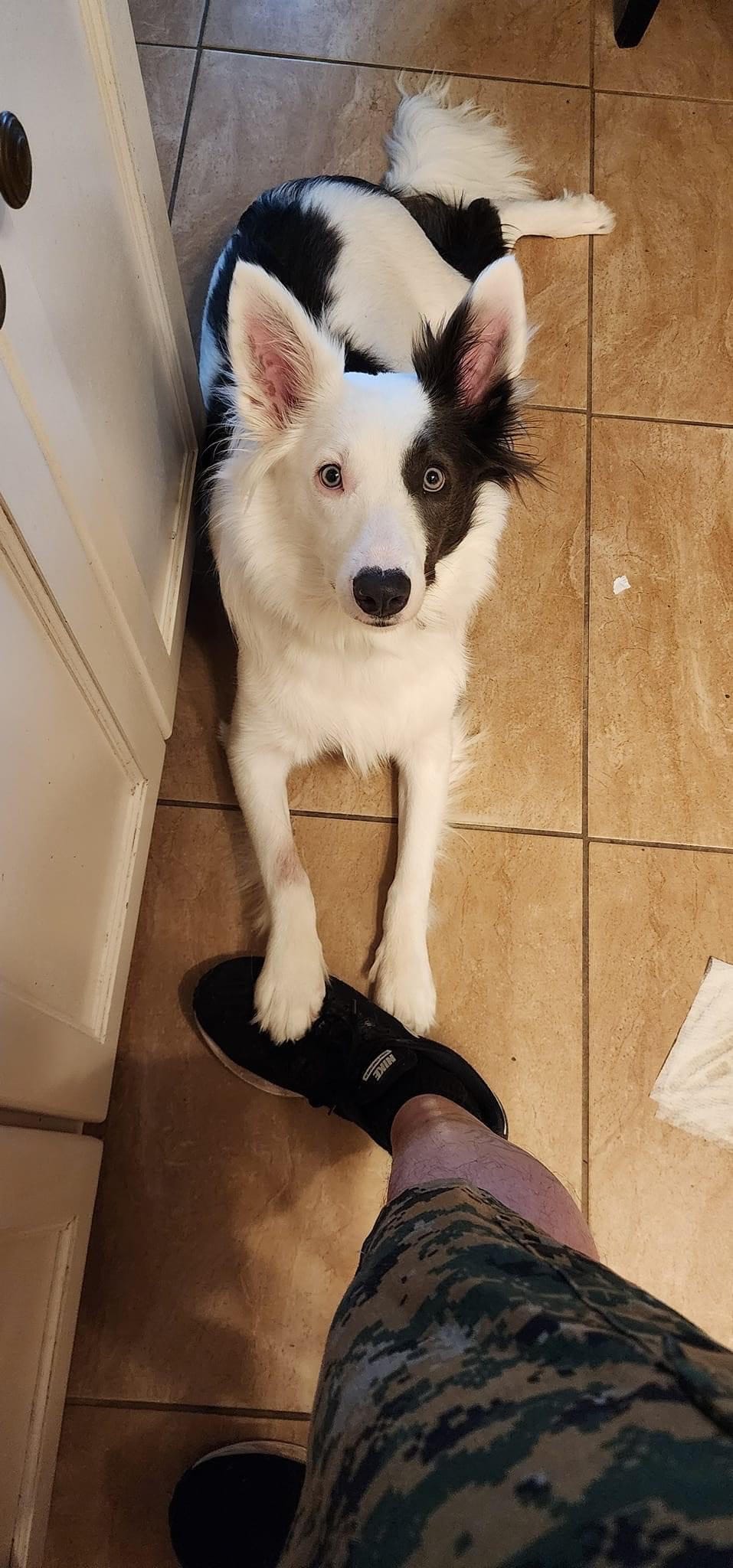 Domino