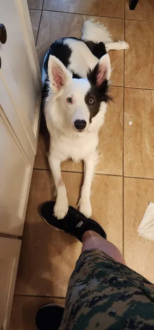 Domino