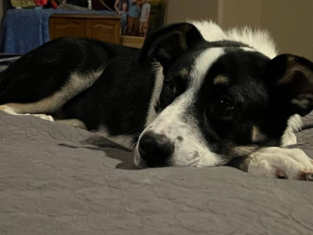 Loki