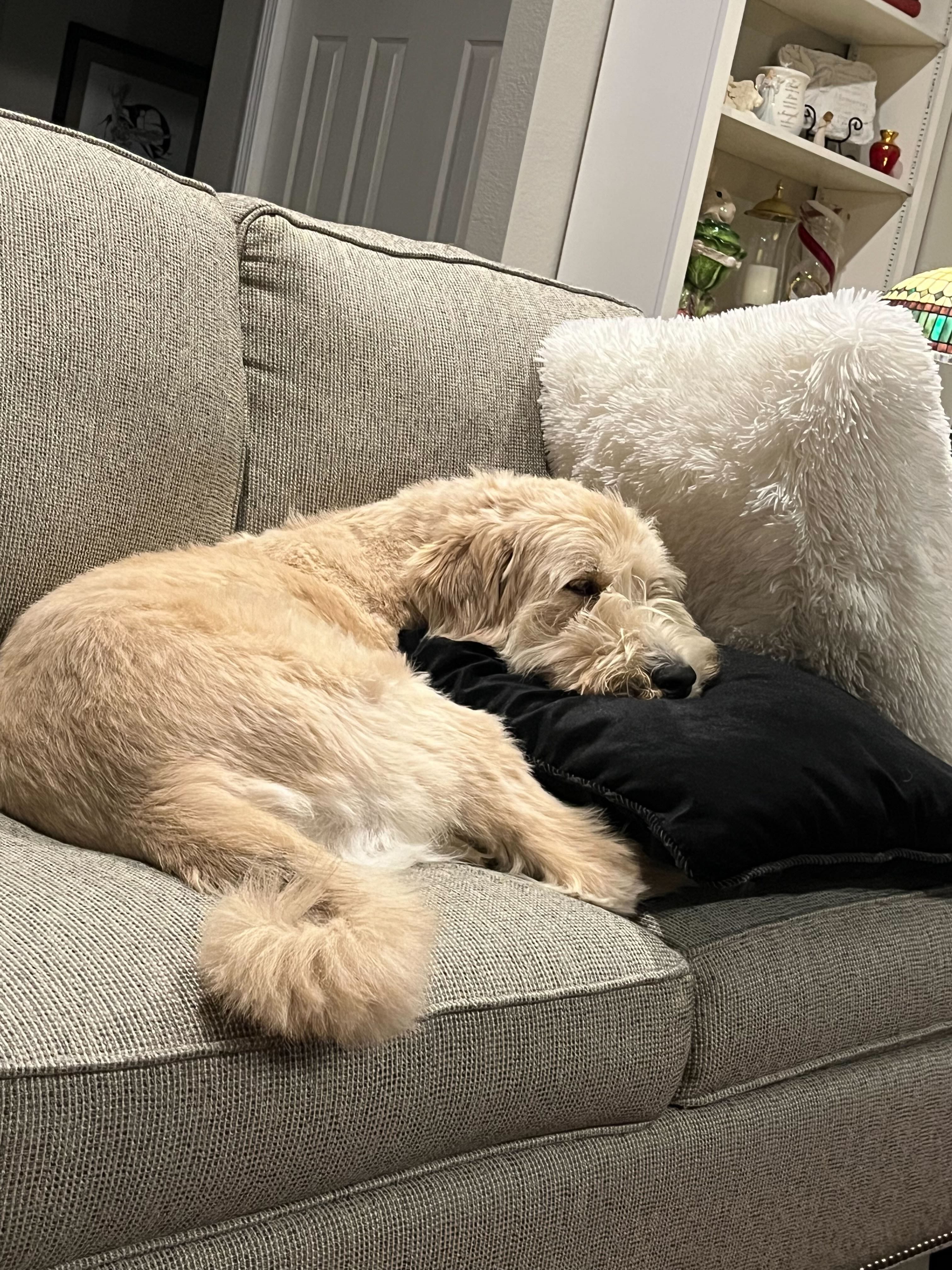 Benji