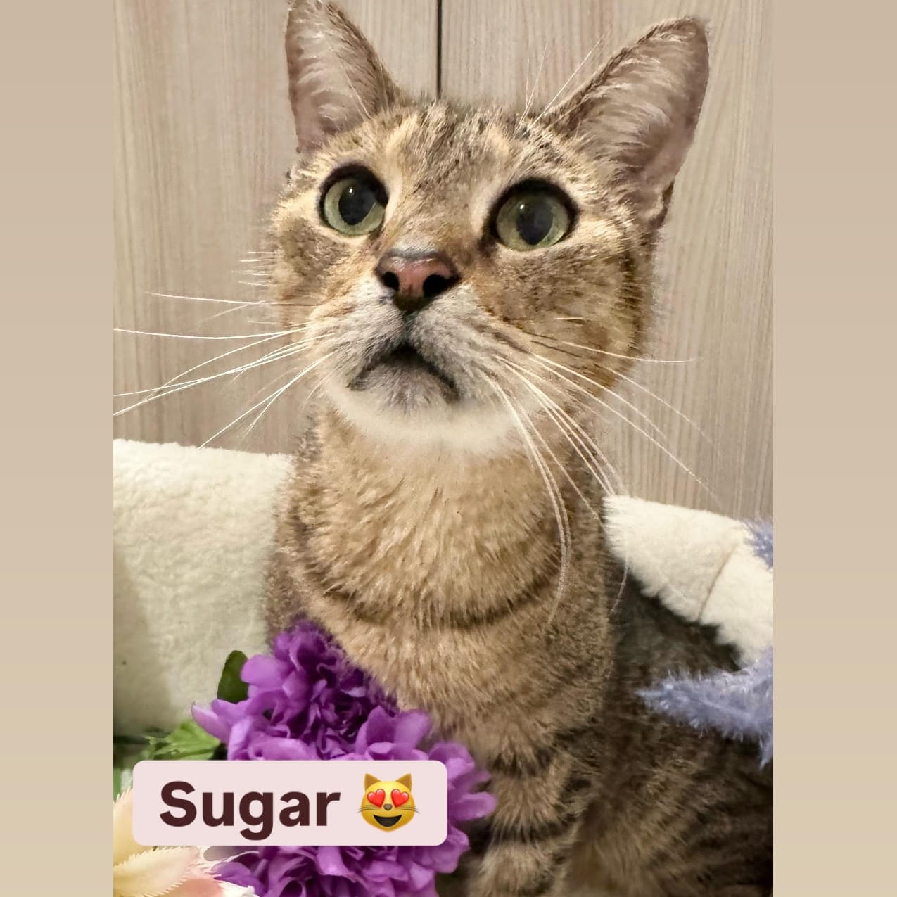 Sugar