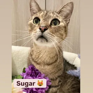 Sugar