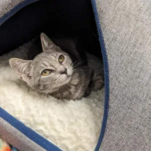 Moxie