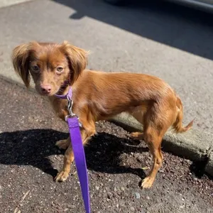 Gracie
