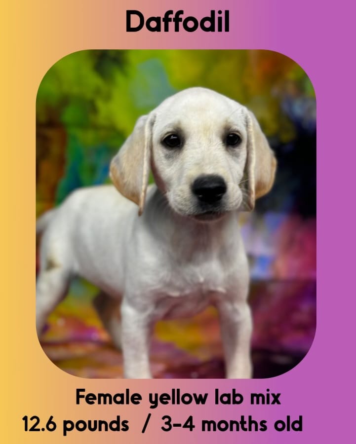 Daffodil