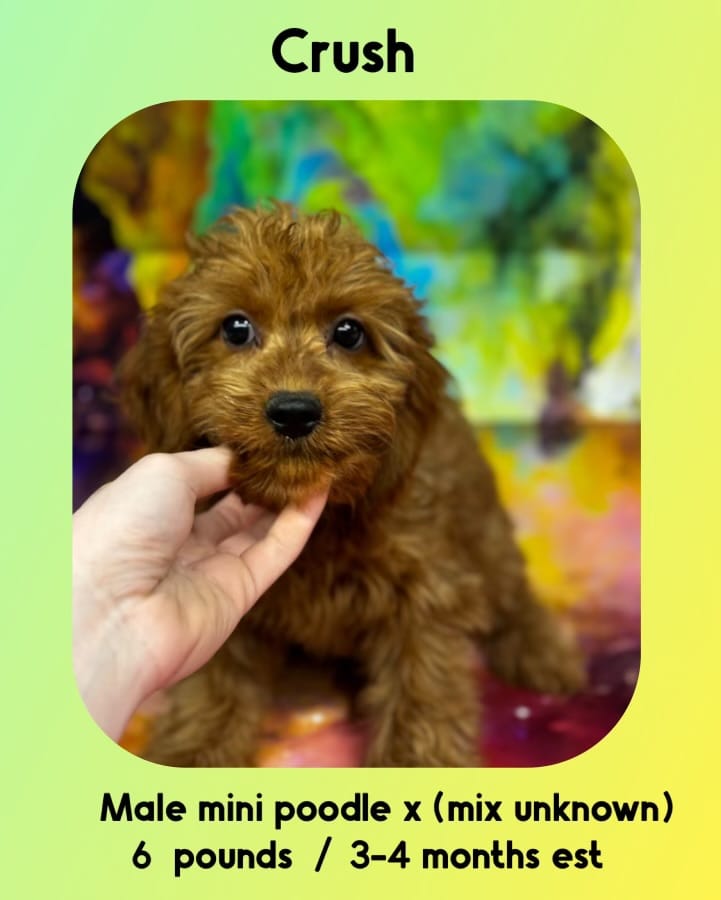 Crush