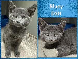 Bluey