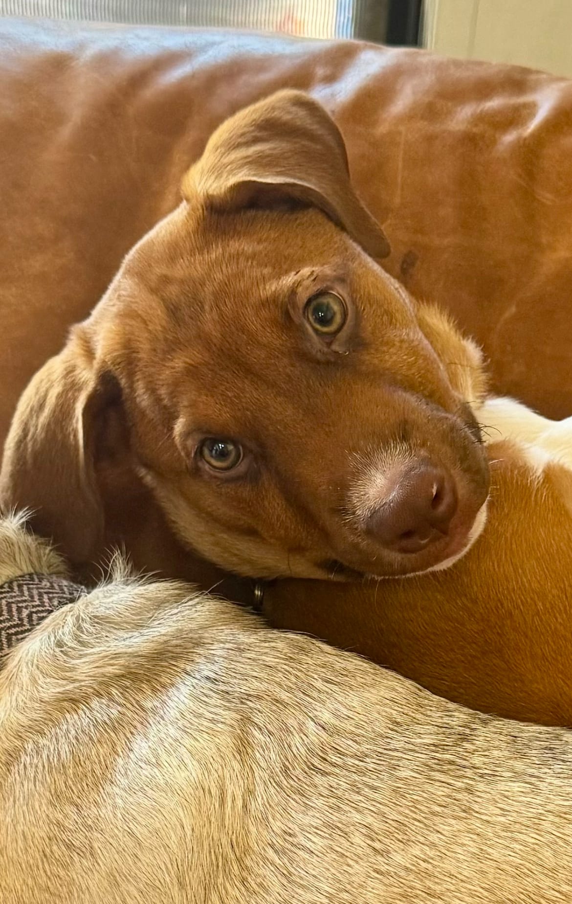 Louie