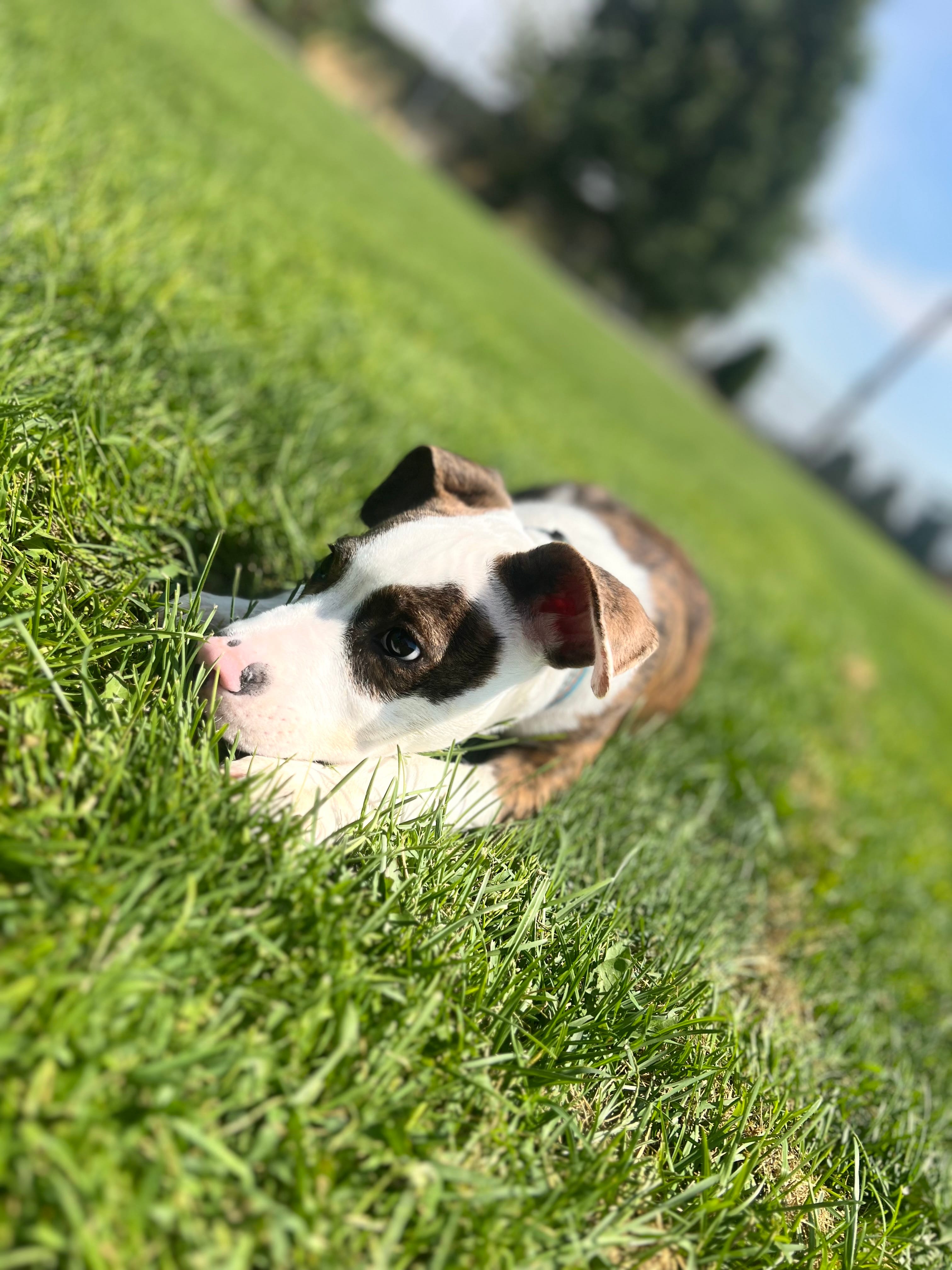 Reggie