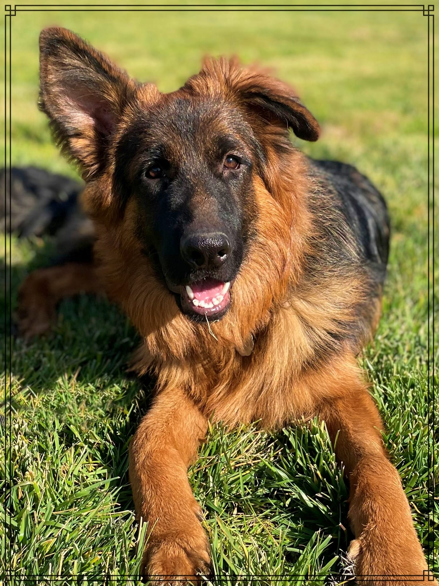 Bodie