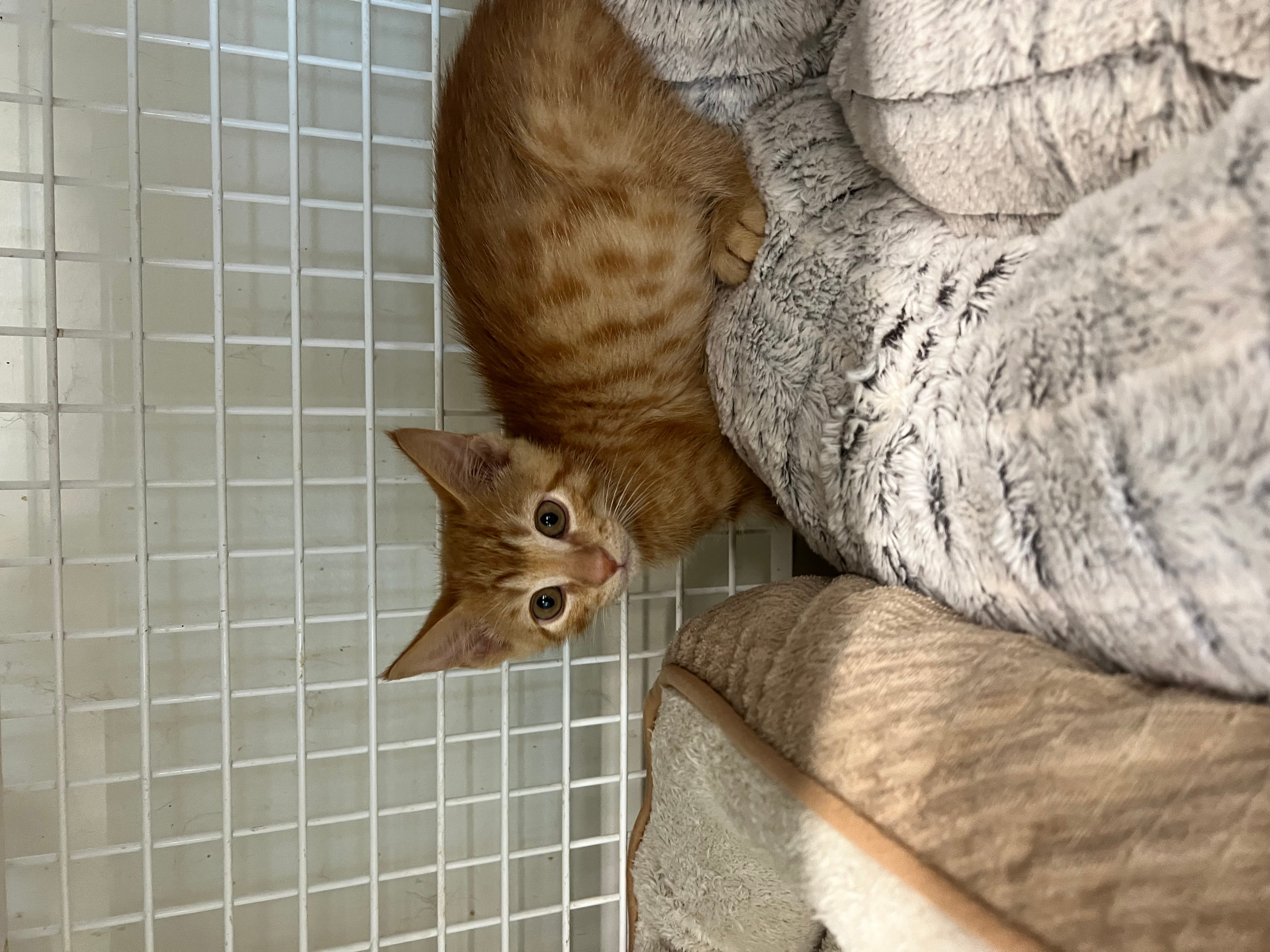Simon