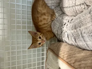 Simon