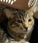 Snoopy