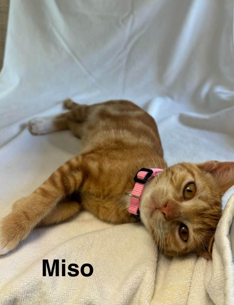 Miso