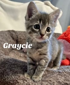 Graycie