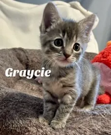 Graycie