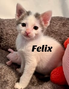 Felix