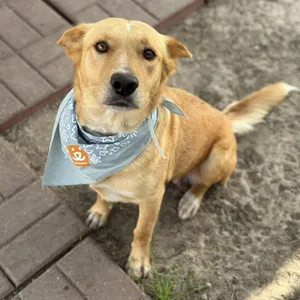 Scout