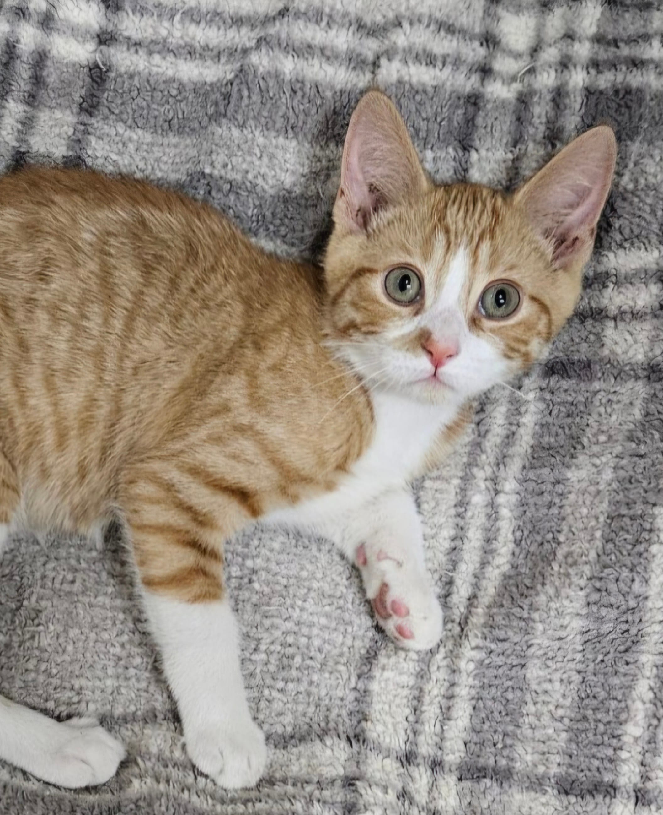 Henry