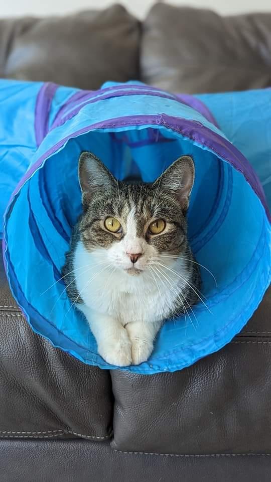 Nala