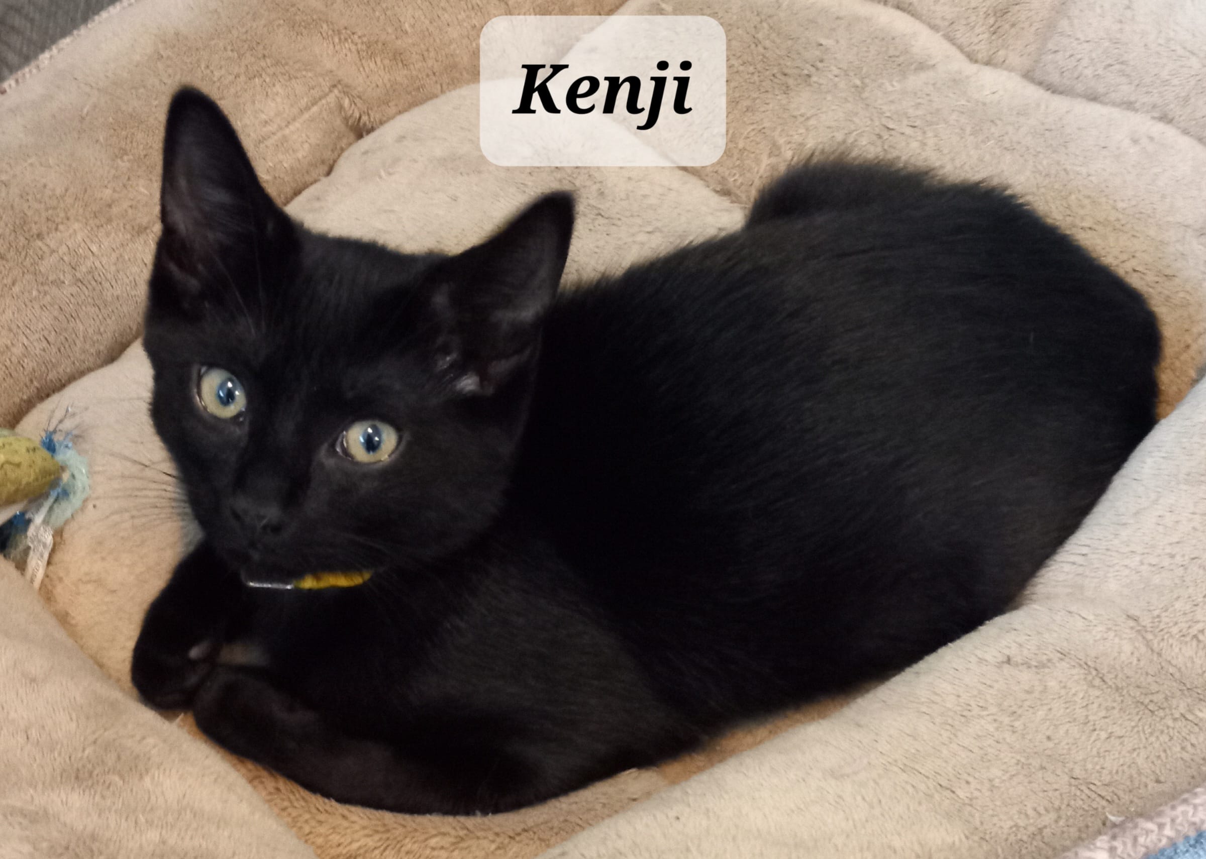 Kenji