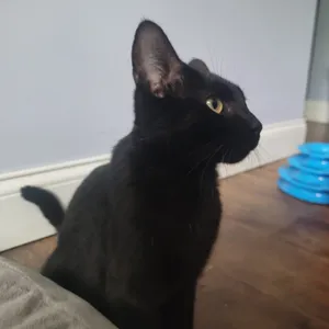 Mila